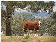 ‘Mt Moobi’ Yarrandi rd, Scone NSW 2337