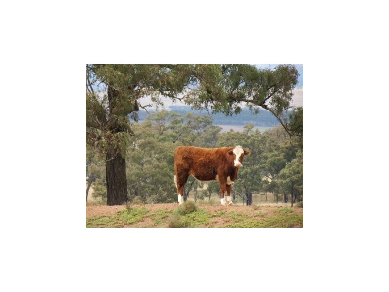 ‘Mt Moobi’ Yarrandi rd, Scone NSW 2337