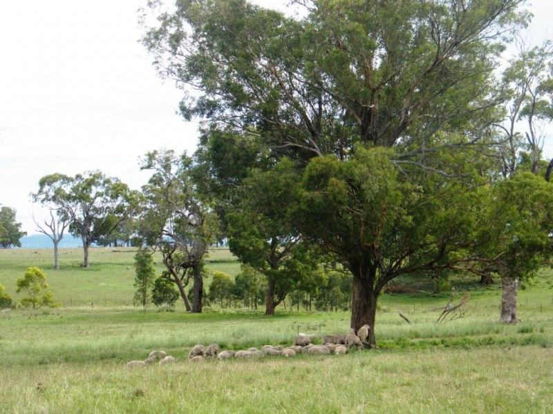 Willow Tree NSW 2339