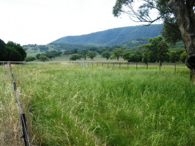 Willow Tree NSW 2339