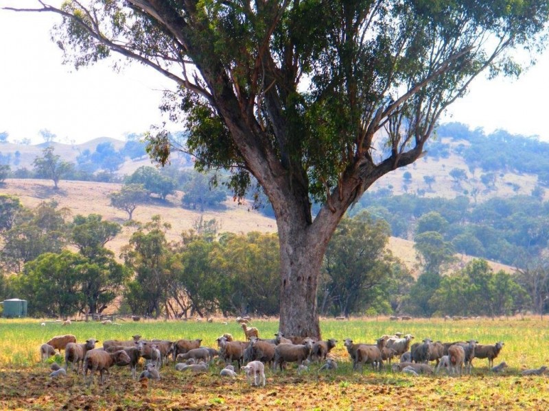 Willow Tree NSW 2339