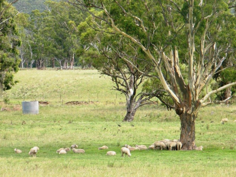 Willow Tree NSW 2339