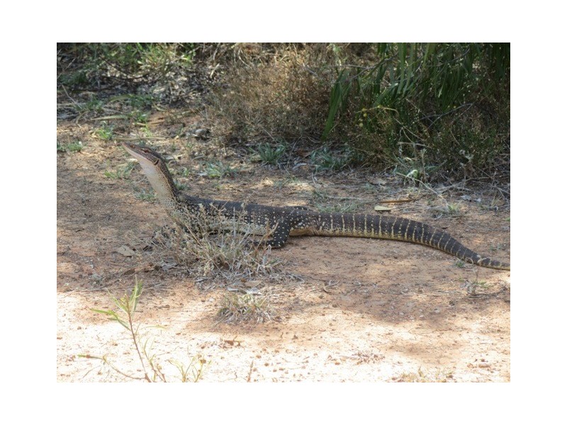 “Mulga” Larsen’s Road, Girilambone NSW 2831