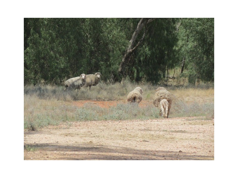 “Mulga” Larsen’s Road, Girilambone NSW 2831