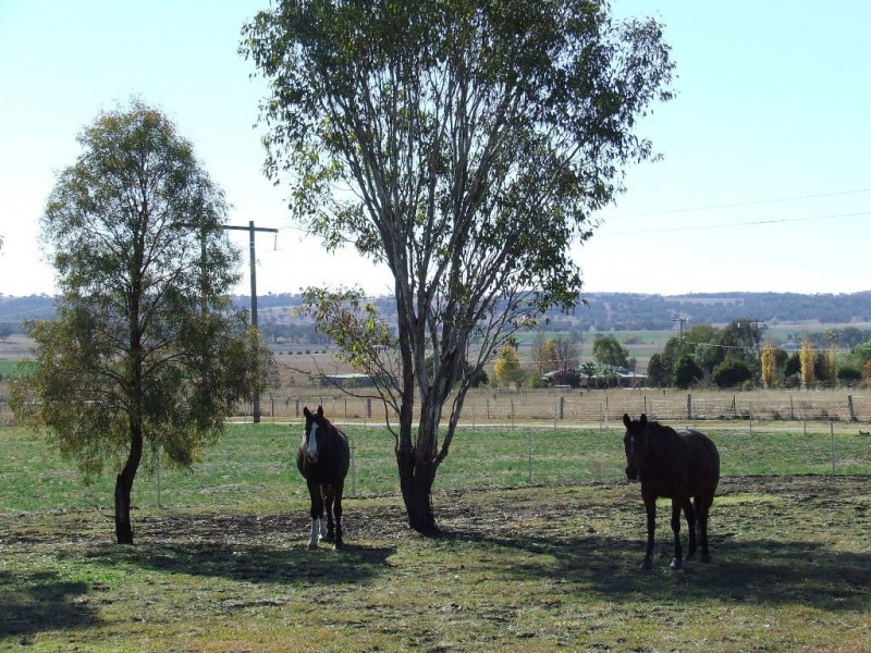 71 Brosnans Lane, Inverell NSW 2360