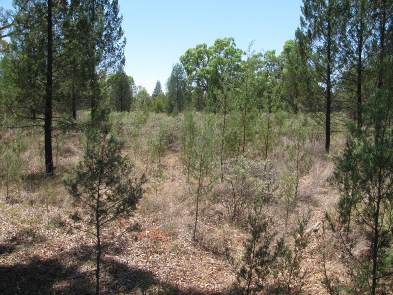 Akuaproitea Coonabarabran Road, Narrabri NSW 2390