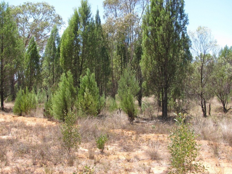 Akuaproitea Coonabarabran Road, Narrabri NSW 2390