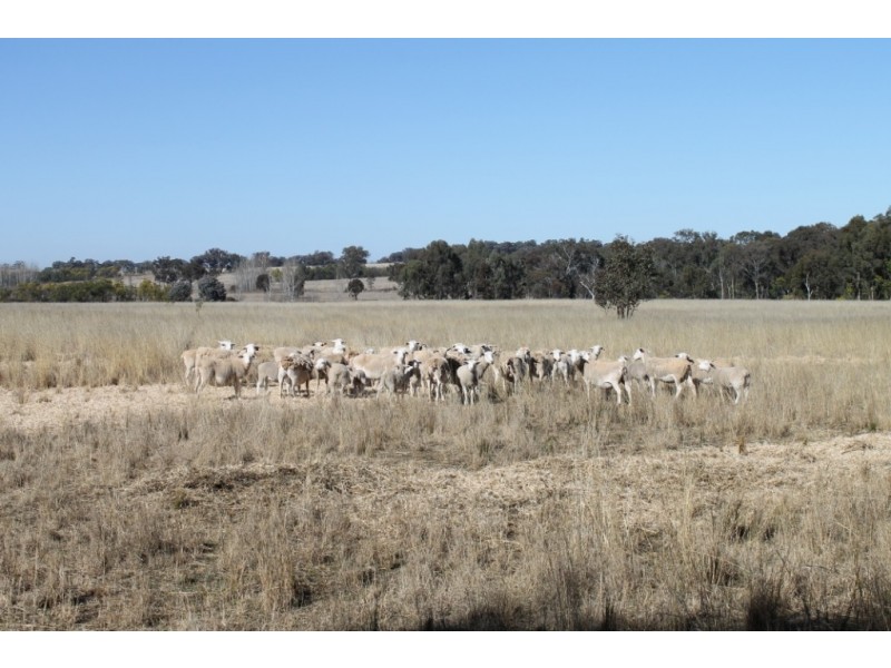 MONTANA Mount Russell Rd, Inverell NSW 2360