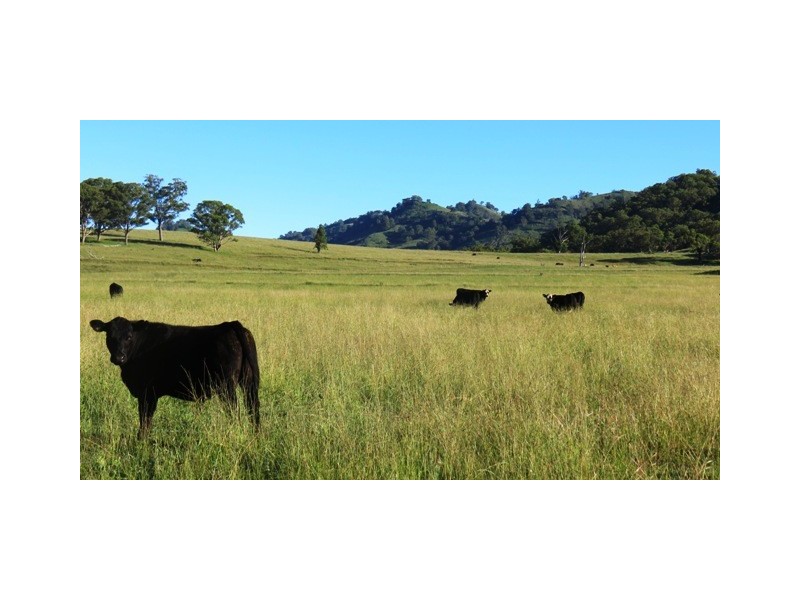 Bundanoon Scotts Creek Rd, Blandford NSW 2338