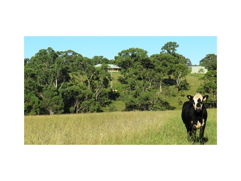 Bundanoon Scotts Creek Rd, Blandford NSW 2338