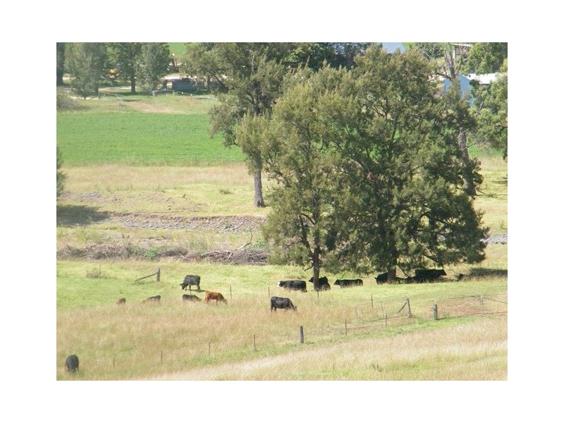 MOUNT BLAKE WARRAH CREEK RD, Willow Tree NSW 2339