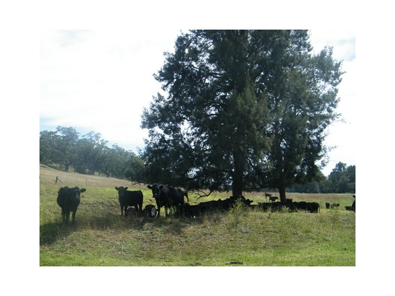 MOUNT BLAKE WARRAH CREEK RD, Willow Tree NSW 2339