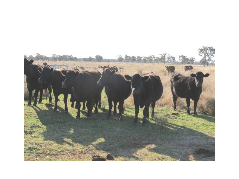 Glen Garry Mitchell Highway, Narromine NSW 2821