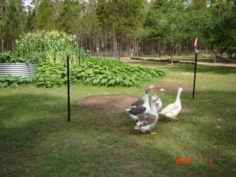 THREE GUMS Bundarra Road, Inverell NSW 2360