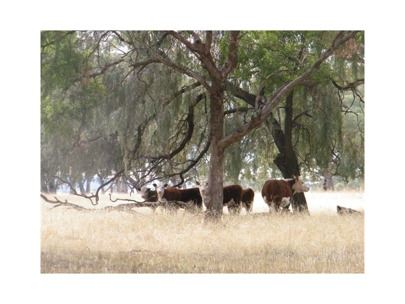 TRAWALLA EAST BUNDELLA ROAD, Quirindi NSW 2343