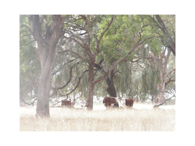 TRAWALLA EAST BUNDELLA ROAD, Quirindi NSW 2343