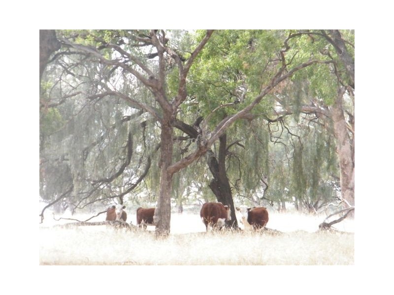 TRAWALLA EAST BUNDELLA ROAD, Quirindi NSW 2343