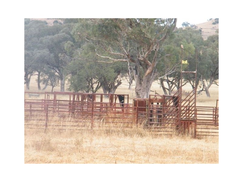 TRAWALLA EAST BUNDELLA ROAD, Quirindi NSW 2343