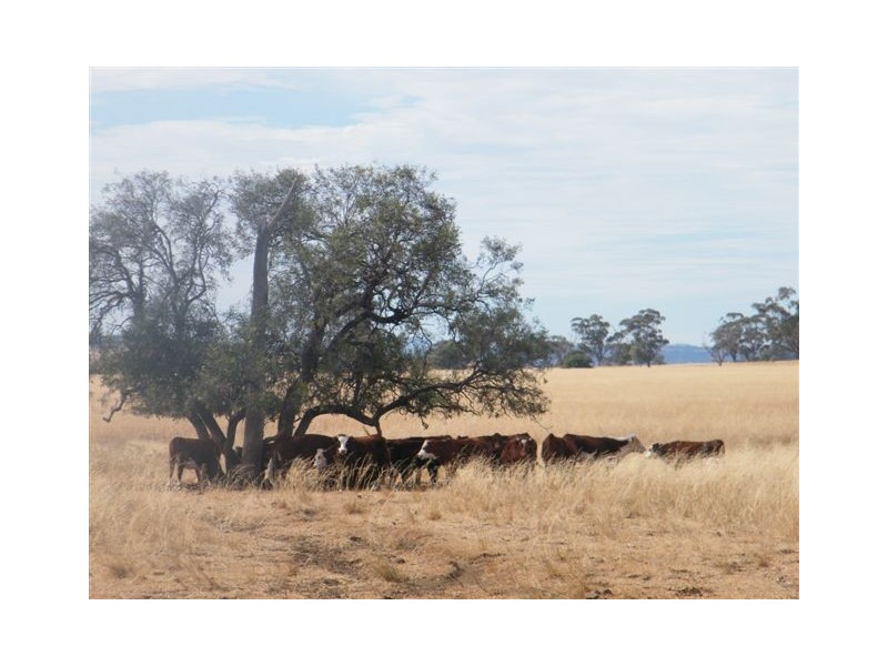 TRAWALLA EAST BUNDELLA ROAD, Quirindi NSW 2343