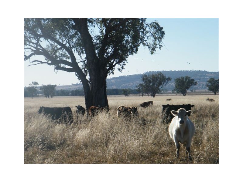 “Eloura”, Swinging Ridges Rd, Willow Tree NSW 2339