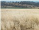 “Eloura”, Swinging Ridges Rd, Willow Tree NSW 2339