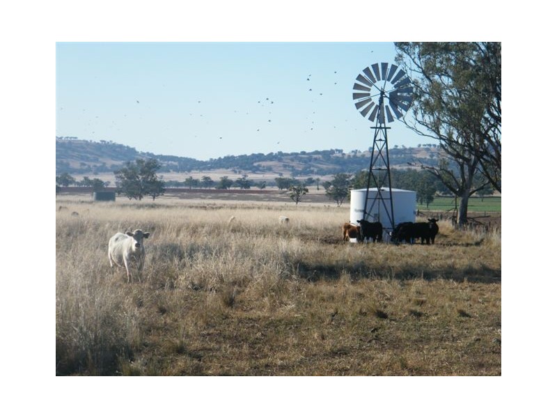 “Eloura”, Swinging Ridges Rd, Willow Tree NSW 2339