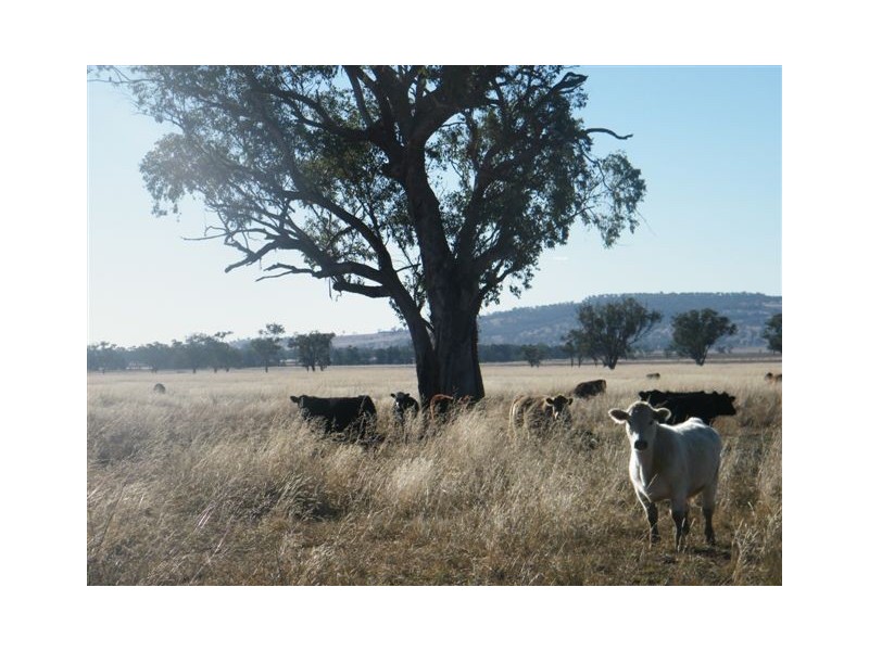 “Eloura”, Swinging Ridges Rd, Willow Tree NSW 2339