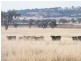 “Eloura”, Swinging Ridges Rd, Willow Tree NSW 2339