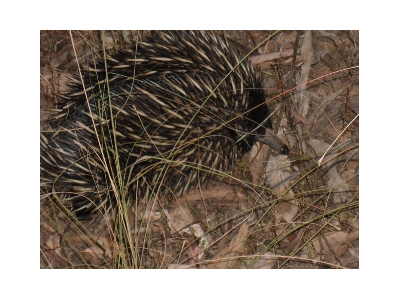 “Sandy Wells” Guinema Rd, Bugaldie NSW 2357