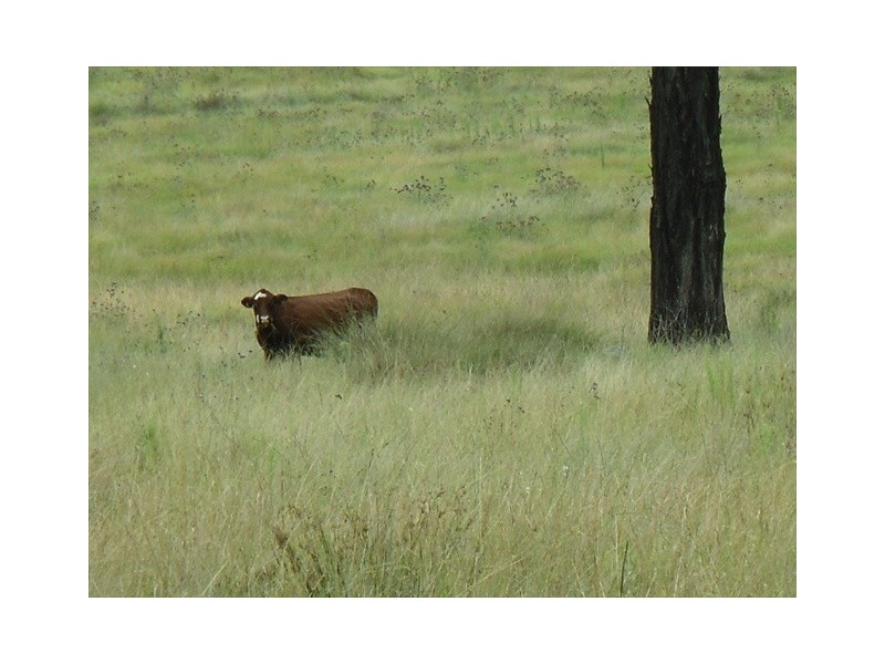 “Sandy Wells” Guinema Rd, Bugaldie NSW 2357