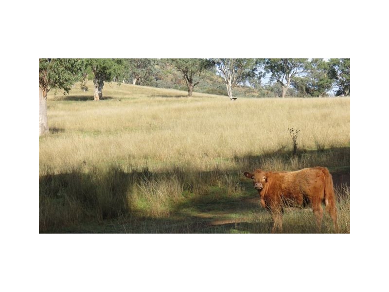 870 Stewarts Brook Road, Scone NSW 2337