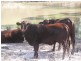 Greylands Rd, Part of Willafar,, Narrabri NSW 2390