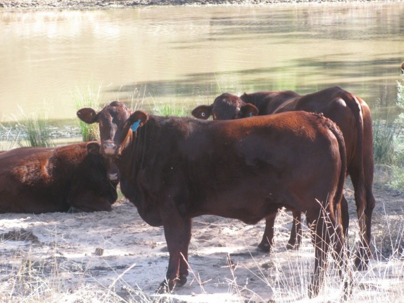 Greylands Rd, Part of Willafar,, Narrabri NSW 2390