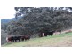 Part Glen Oak Bowmans Creek Road, Singleton NSW 2330