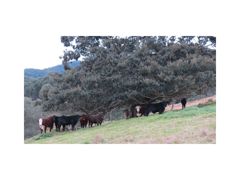 Part Glen Oak Bowmans Creek Road, Singleton NSW 2330