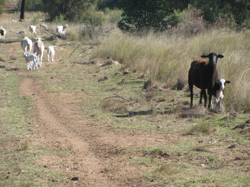 785 Killarney Gap Road, Narrabri NSW 2390