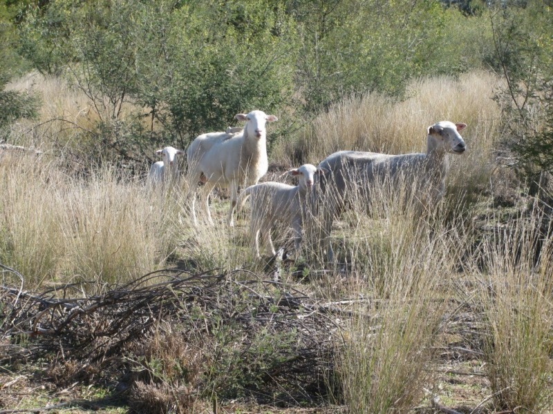 785 Killarney Gap Road, Narrabri NSW 2390