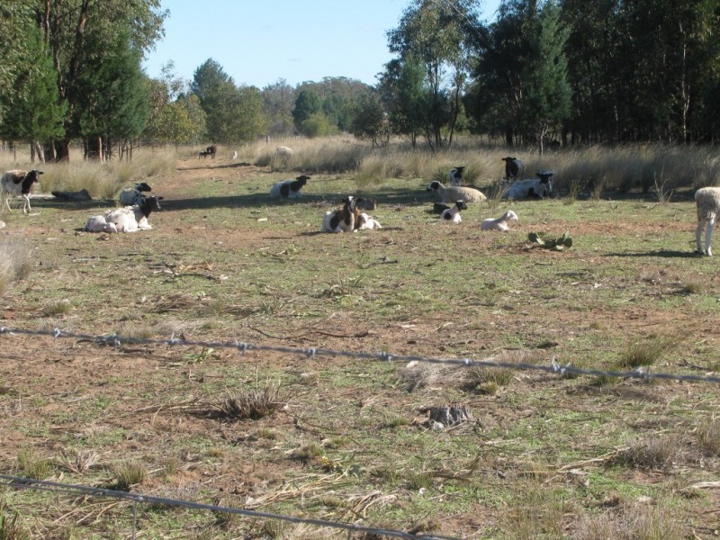 785 Killarney Gap Road, Narrabri NSW 2390