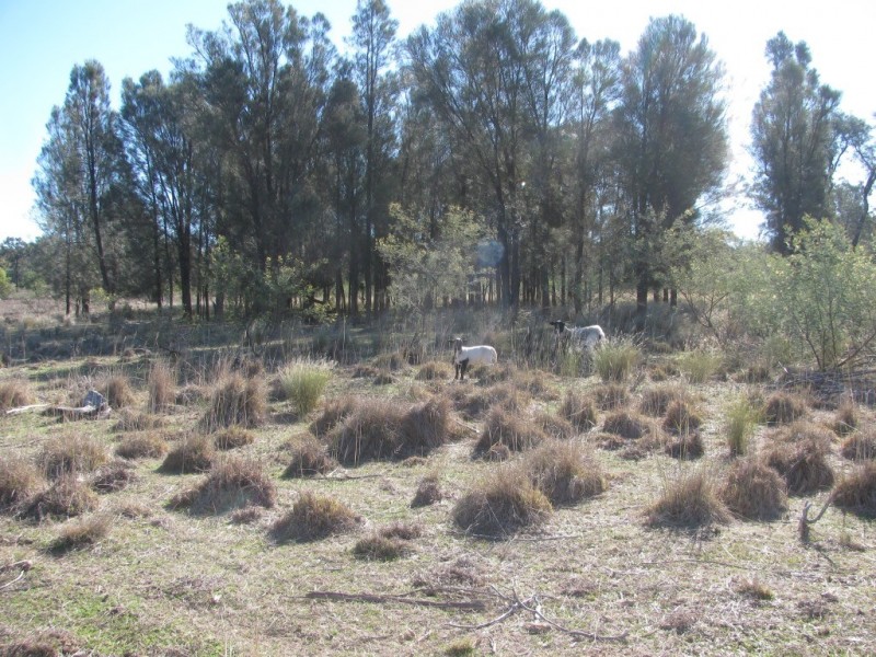 785 Killarney Gap Road, Narrabri NSW 2390