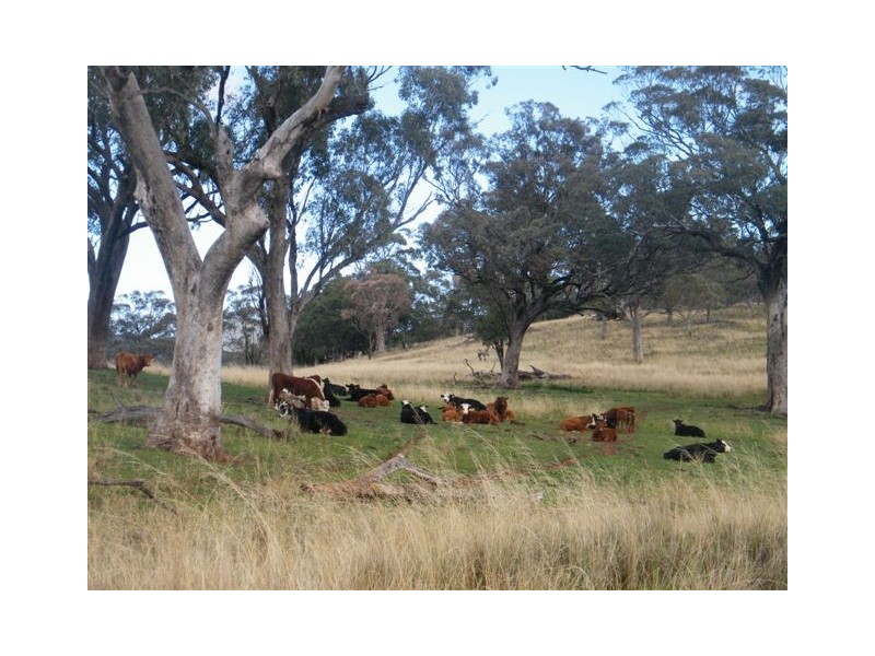 “Mt Boo” Big Jacks Creek Road, Willow Tree NSW 2339