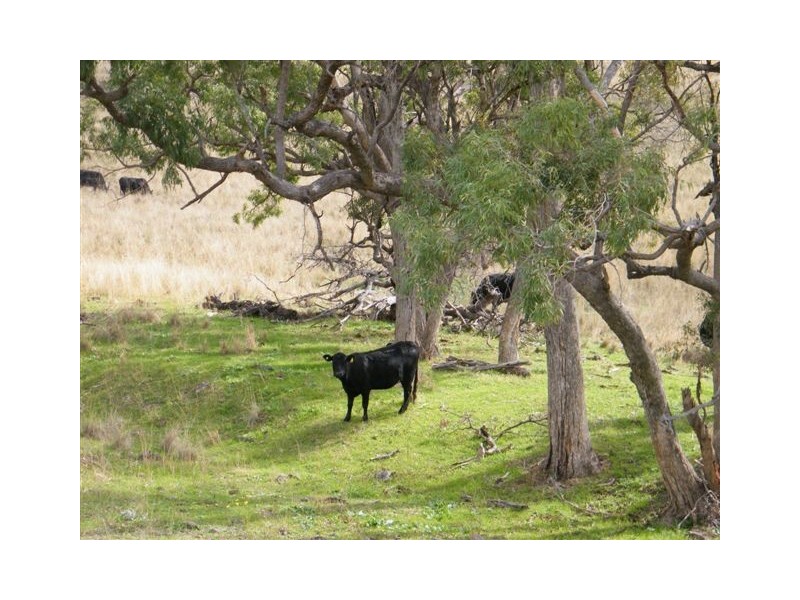 “Mt Boo” Big Jacks Creek Road, Willow Tree NSW 2339