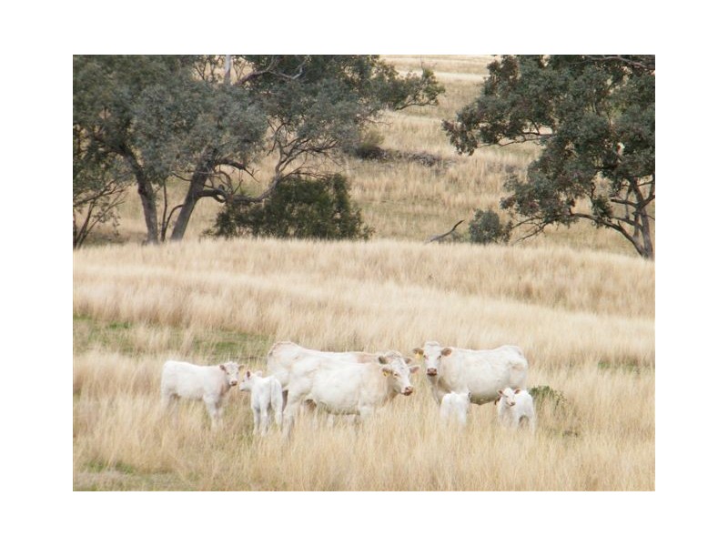 583 Glen Alpine Road, Werris Creek NSW 2341