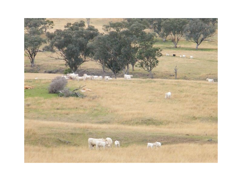 583 Glen Alpine Road, Werris Creek NSW 2341