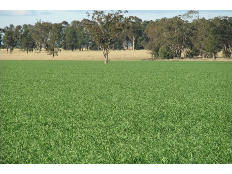 “Glen Alvion” Glencoe Road, Emerald Hill NSW 2380