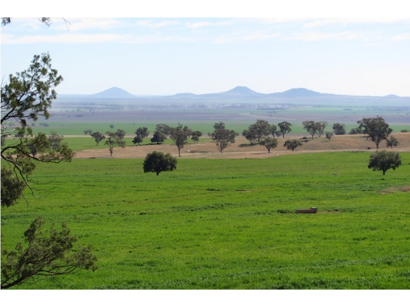 Kurrajong Park Spring Ridge, Gunnedah NSW 2380