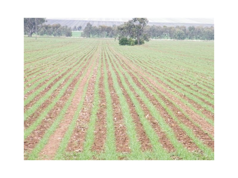 102 Darbys Road, Spring Ridge NSW 2343