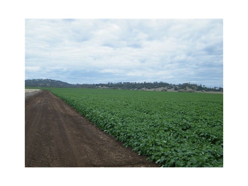 Spring Ridge NSW 2343