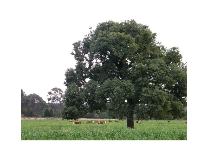 Spring Ridge NSW 2343