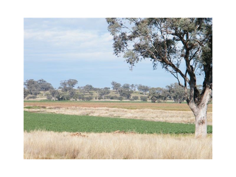 Spring Ridge NSW 2343