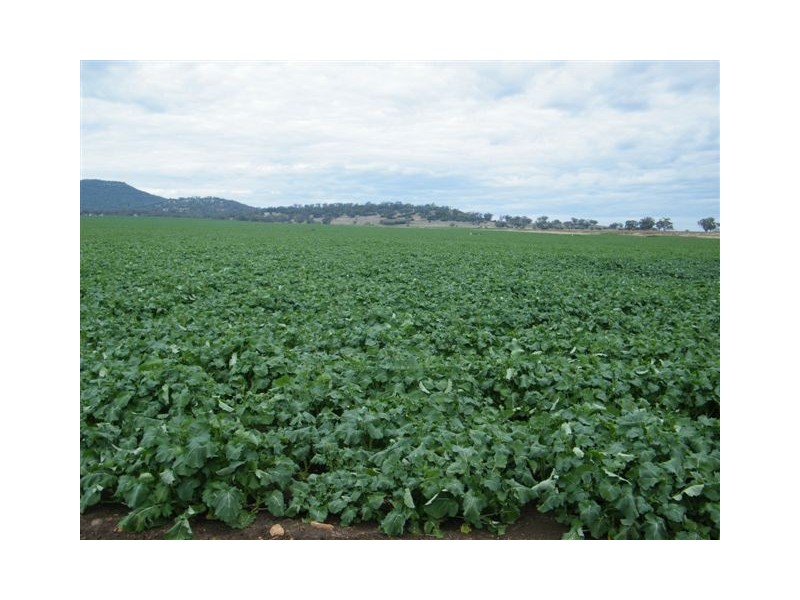 Spring Ridge NSW 2343